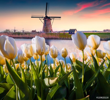 Picture of The famous Dutch windmills